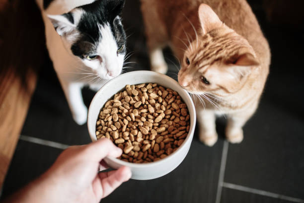 Josera Tiernahrung: Die richtige Futterwahl für jede Lebensphase