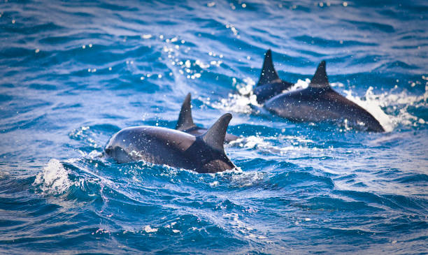 Reisebericht über den Delfin Ausflug Hurghada: Ein unvergesslicher Tag mit Speedboot und Schnorchelstopps