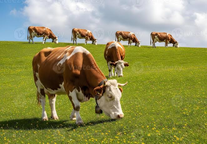 Rindfleisch bestellen und hochwertiges Weidefleisch online entdecken
